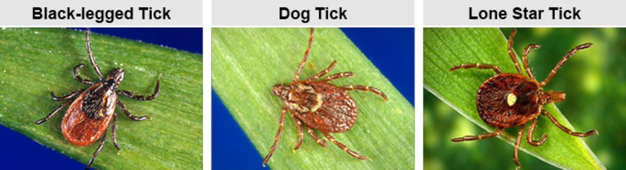ticks (1)